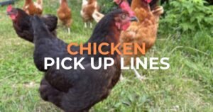 chicken pick up lines