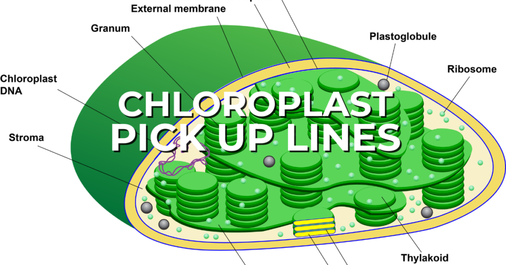 79+ Romantic Chloroplast Pick Up Lines